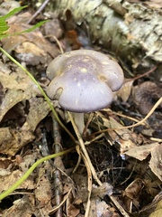 Cortinarius iodes