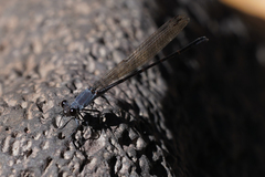 Argia lugens