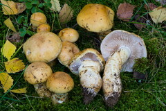Cortinarius triumphans
