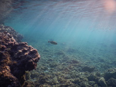 Seriola