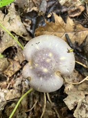 Cortinarius iodes