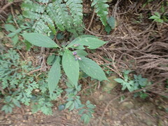 Strobilanthes formosana