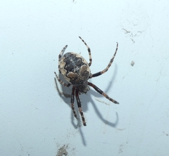 Larinioides patagiatus