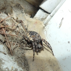 Larinioides patagiatus