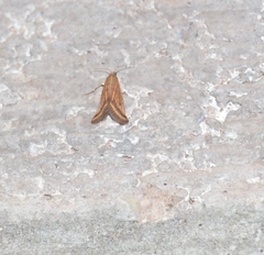 Microtheoris ophionalis