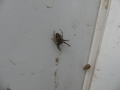 Larinioides patagiatus