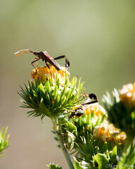 Leptoglossus phyllopus