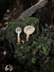 Mycena galericulata