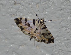 Conchylodes salamisalis