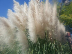 Cortaderia selloana
