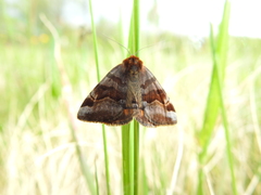 Euclidia glyphica
