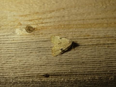 Leuconycta diphteroides