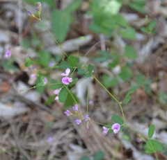 Lespedeza texana