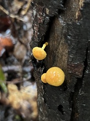 Pholiota granulosa