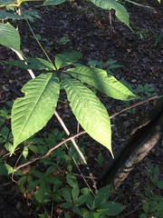 Aesculus pavia