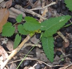 Tragia urticifolia