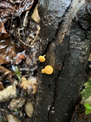 Pholiota granulosa