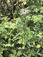 Eupatorium serotinum