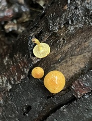 Pholiota granulosa
