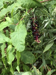 Phytolacca americana