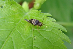 Glipa oculata