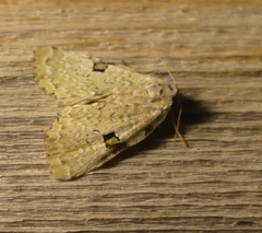 Leuconycta diphteroides