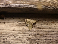 Leuconycta diphteroides