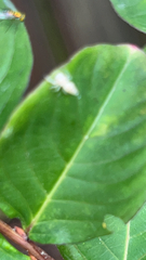 Hentzia mitrata