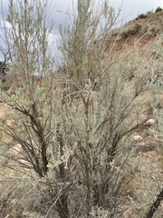 Artemisia cana