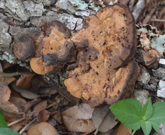 Fuscoporia