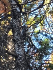 Dryobates pubescens