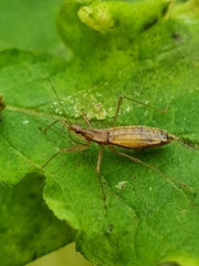 Nabis limbatus