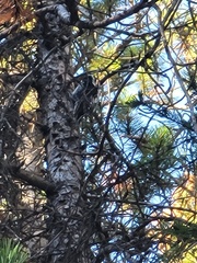 Dryobates pubescens