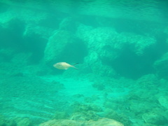 Trachinotus ovatus