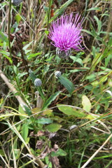 Cirsium muticum
