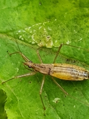 Nabis limbatus