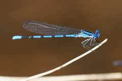 Argia tarascana