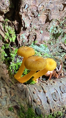 Craterellus tubaeformis