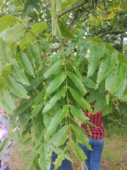 Juglans nigra