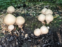 Apioperdon
