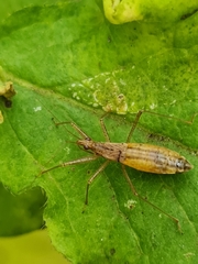 Nabis limbatus