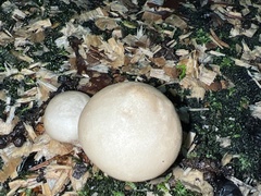 Apioperdon