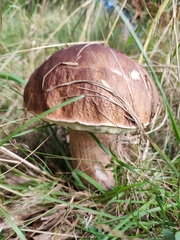 Boletus edulis