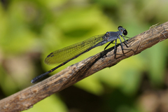 Argia lugens