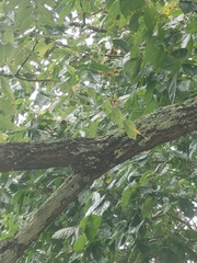 Juglans nigra