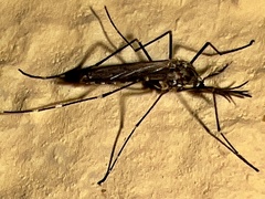 Aedes japonicus