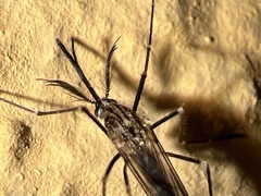 Aedes japonicus