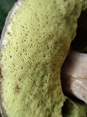 Boletus edulis