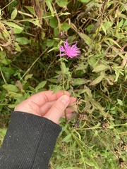 Centaurea nigrescens
