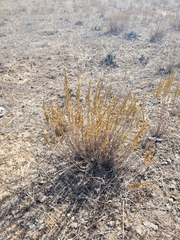 Artemisia pauciflora